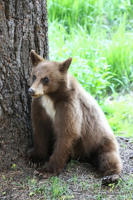 Black Bear - cub, Sequoia NP, CA, 6-25-10, Ja2 3625.jpg