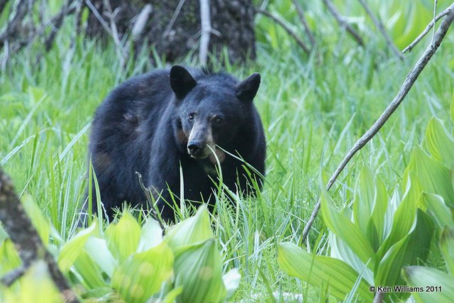 Black Bear, Sequoia NP, CA, 6-25-10, Ja 3530.jpg