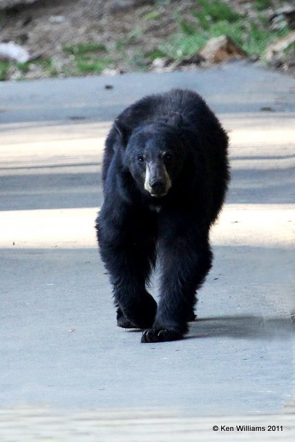 Black Bear, Sequoia NP, CA, 6-25-10, Ja2 3600.jpg