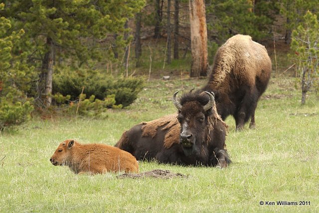 American Bison calf & cow, Yellowstone NP, 6-11-10 Ja2 0229.jpg
