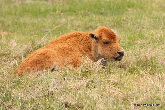American Bison calf, Yellowstone NP, 6-11-10 JL 0225.jpg