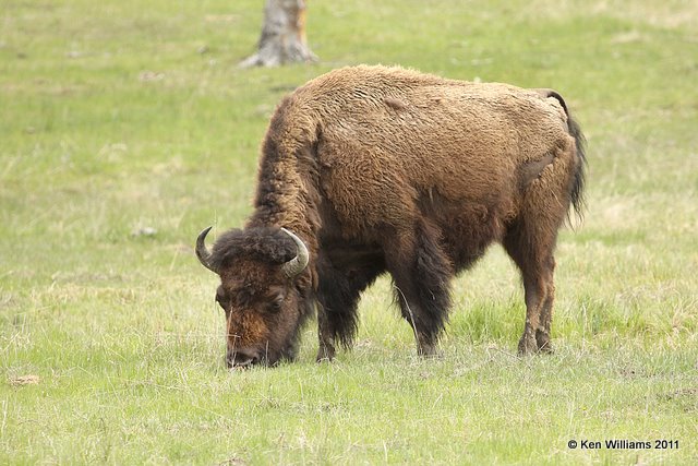 American Bison cow, Yellowstone NP, 6-11-10 Ja2 0231.jpg
