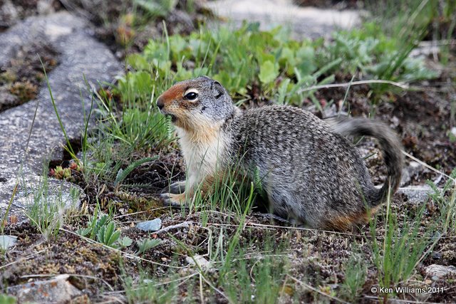 Columbia Ground Squirrel, Glacier NP, 6-15-10, Ja 1128.jpg