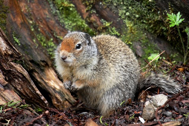 Columbia Ground Squirrel, Glacier NP, MT, 6-18-10, Ja1766.jpg