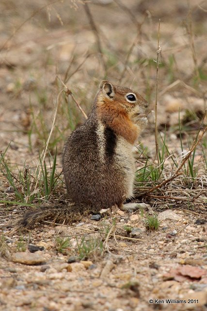 Golden-mantled Ground Squirrel, Rocky Mt NP, CO, 6-3-10, Ja 8095.jpg