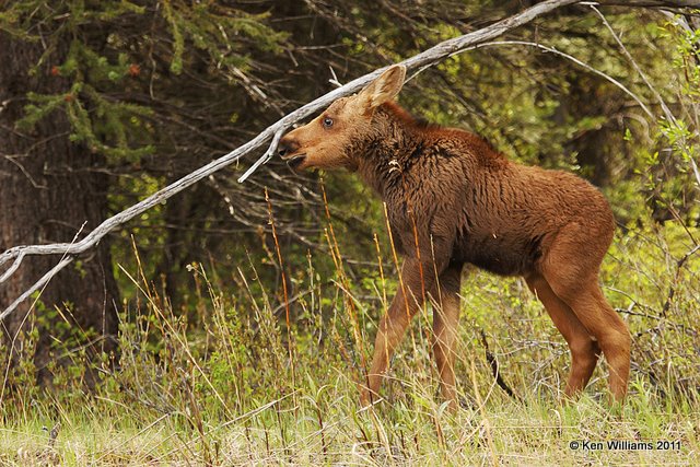 Moose Calf, Grand Teton NP, WY, 6-8-10, Ja2 9223.jpg
