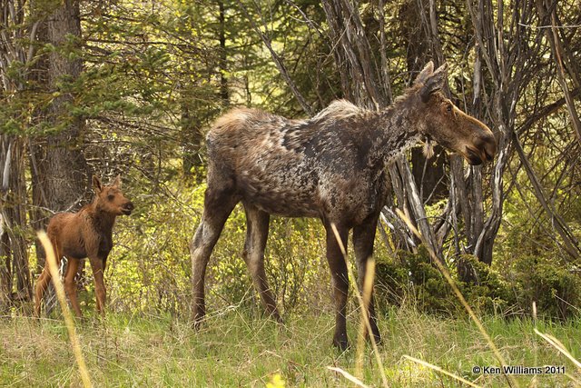 Moose Cow & Calf, Grand Teton NP, WY, 6-8-10, Ja 9237.jpg