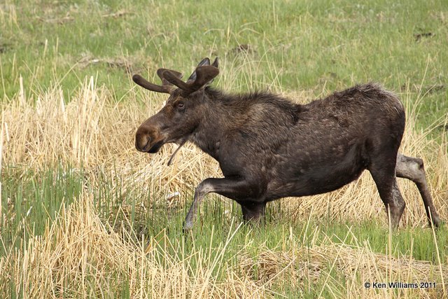 Moose bull, Yellowstone NP, 6-10-10 Ja 9950.jpg