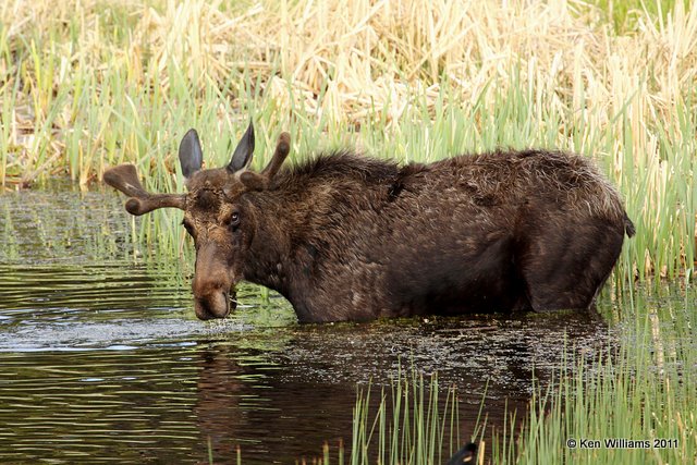 Moose bull, Yellowstone NP, 6-10-10 Ja 9965.jpg