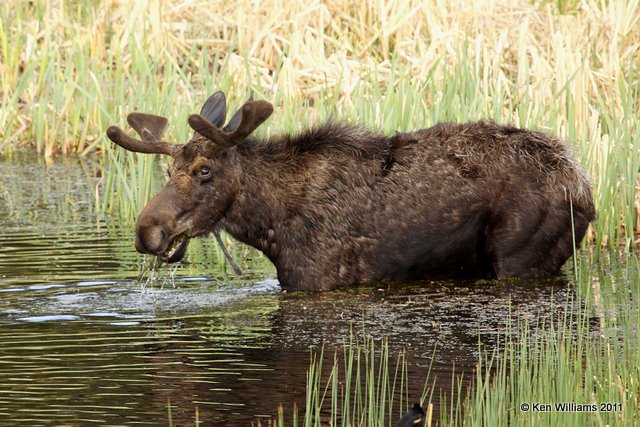 Moose bull, Yellowstone NP, 6-10-10 Ja 9968.jpg