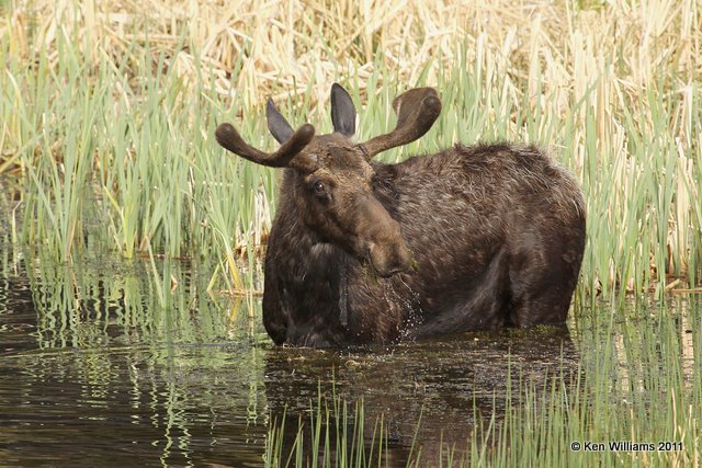 Moose bull, Yellowstone NP, 6-10-10 Ja 9985.jpg