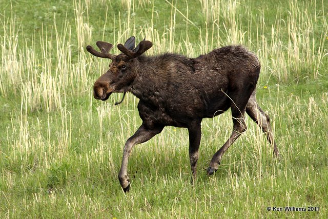 Moose bull, Yellowstone NP, 6-10-10, Ja 9947.jpg
