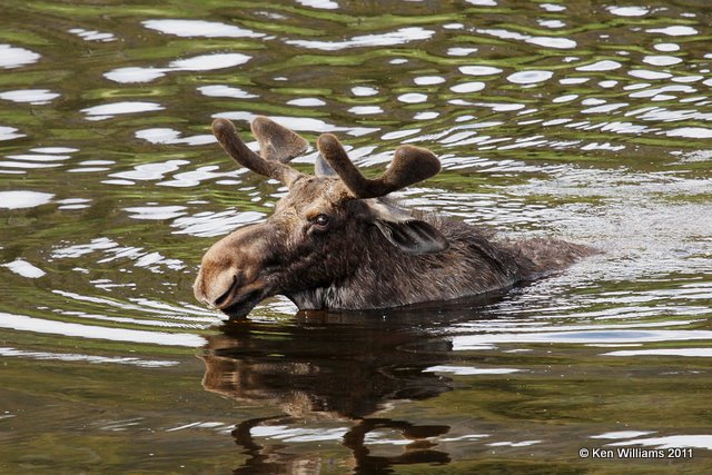 Moose bull, taking a swim, Yellowstone NP, 6-10-10 Ja 0035.jpg