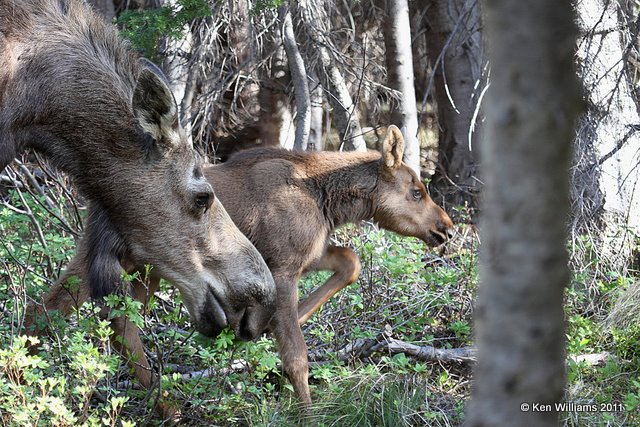 Moose calf, Glacier NP, 6-15-10, Ja 1161.jpg