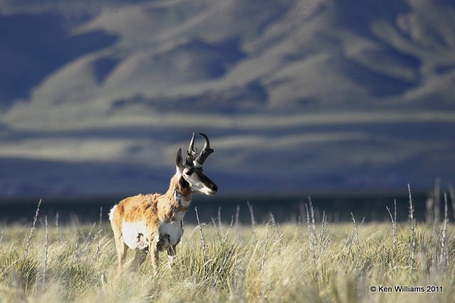 Pronghorn Antelope buck, N. Riverton, WY, 6-5-10, Ja 8370.jpg