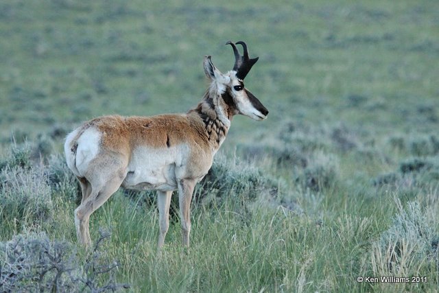 Pronghorn Antelope buck, N. Riverton, WY, 6-6-10, Ja 8403.jpg