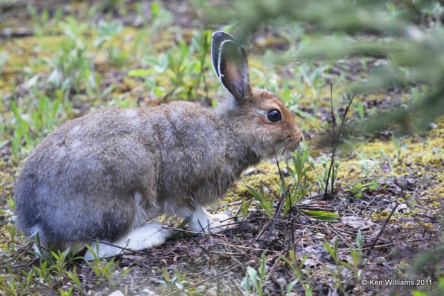 Snowshoe Hare, Glacier NP, 6-15-10, Ja 0731.jpg