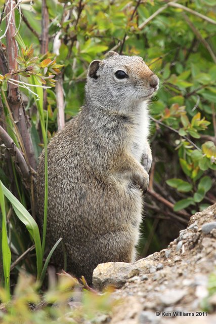 Uinta Ground Squirrel,Spermophilus armatus family,  Yellowstone NP, 6-12-10 Ja 0390.jpg