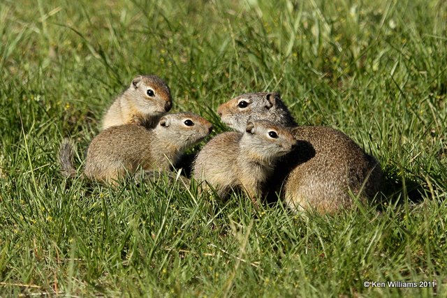 Uinta Ground Squirrel,Spermophilus armatus family, Yellowstone NP, WY, 6-10-10 Ja 9933.jpg