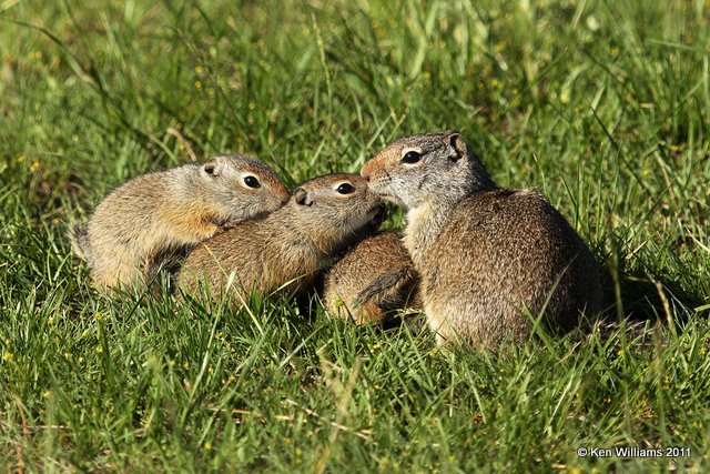 Uinta Ground Squirrel,Spermophilus armatus family, Yellowstone NP, WY, 6-10-10 Ja 9936.jpg