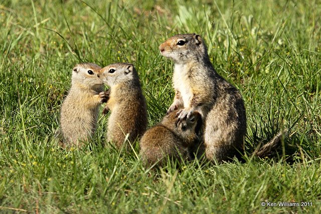Uinta Ground Squirrel,Spermophilus armatus family, Yellowstone NP, WY, 6-10-10 Ja 9939.jpg