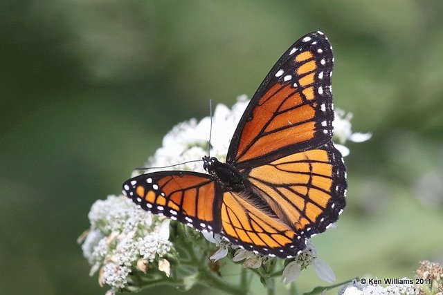 Viceroy, Oxley Nature Center, Tulsa, OK, 9-30-11, Ja 5458.jpg