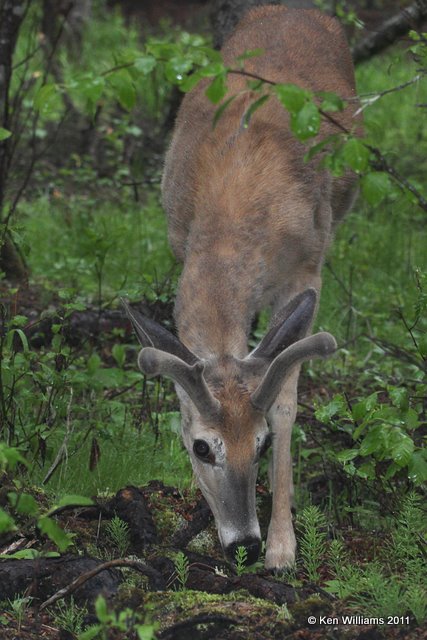White-tailed Deer, Glacier NP, 6-17-10, Ja 1528.jpg