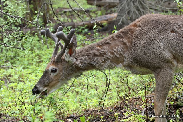 White-tailed Deer, Glacier NP, 6-17-10, Ja 1544.jpg