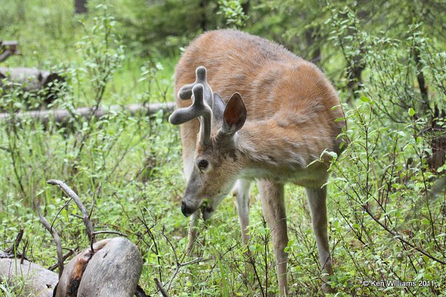 White-tailed Deer, Glacier NP, 6-17-10, Ja 1557.jpg