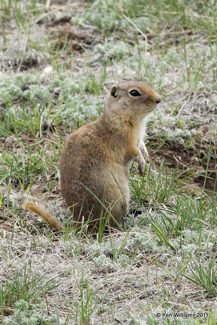 Wyoming Ground Squirrel, Rocky Mountain NP, CO, 6-2-10, Ja 7346.jpg