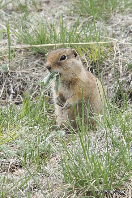 Wyoming Ground Squirrel, Rocky Mountain NP, CO, 6-2-10, Ja 7348.jpg