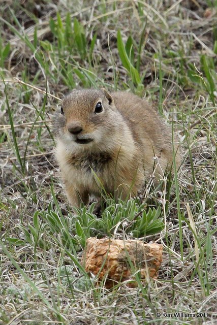 Wyoming Ground Squirrel, Rocky Mountain NP, CO, 6-2-10, Ja 7361.jpg