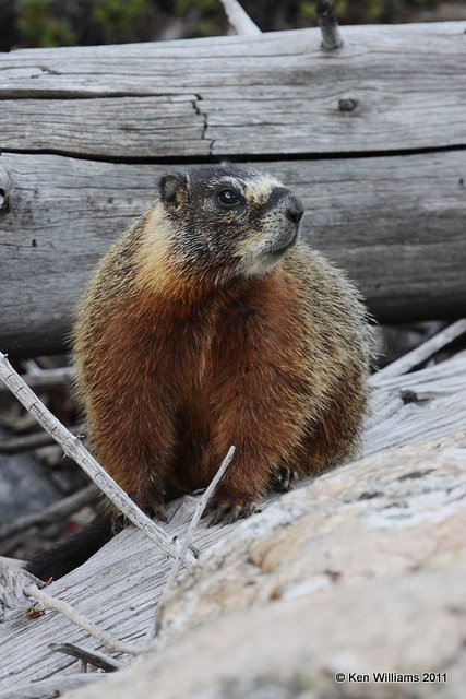 Yellow-bellied Marmot, Grand Teton NP, WY, 6-8-10, Ja 9555.jpg