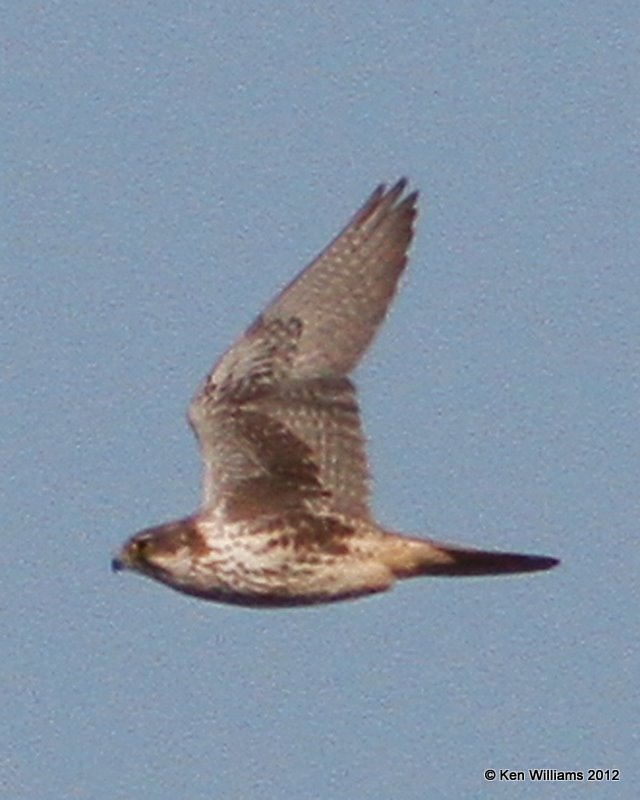 Prairie Falcon, near Wakita, Grant Co, OK,1-3-12, Ja_6859.jpg