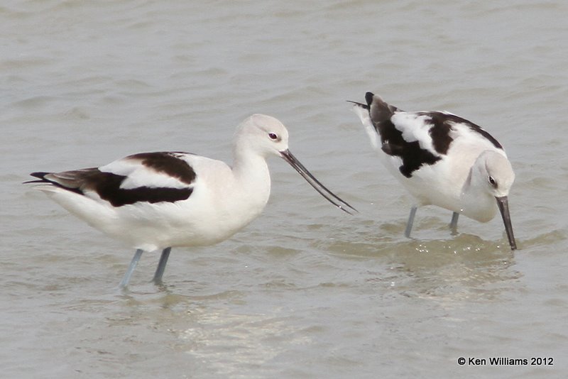 American Avocets nonbreeding feeding, Port Mansfield, TX, 1-24-12, Ja_3228.jpg