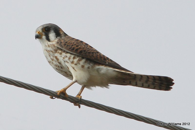 American Kestrel female, N. Harlington, TX, 1-2112, Ja_1222.jpg