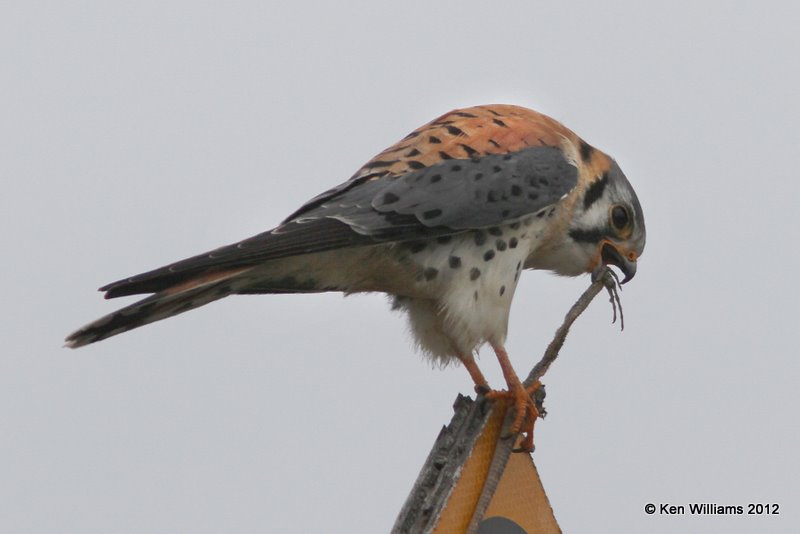 American Kestrel male, Goose Island State Park,, TX, 1-24-12, Ja_3451.jpg