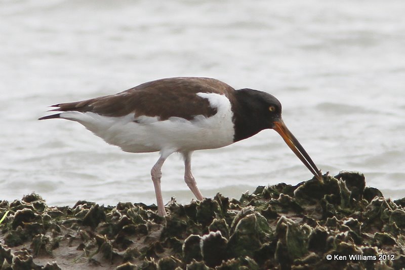 American Oystercatcher juvenile, N of Brownsville, TX, 1-22-12, Ja_1924.jpg