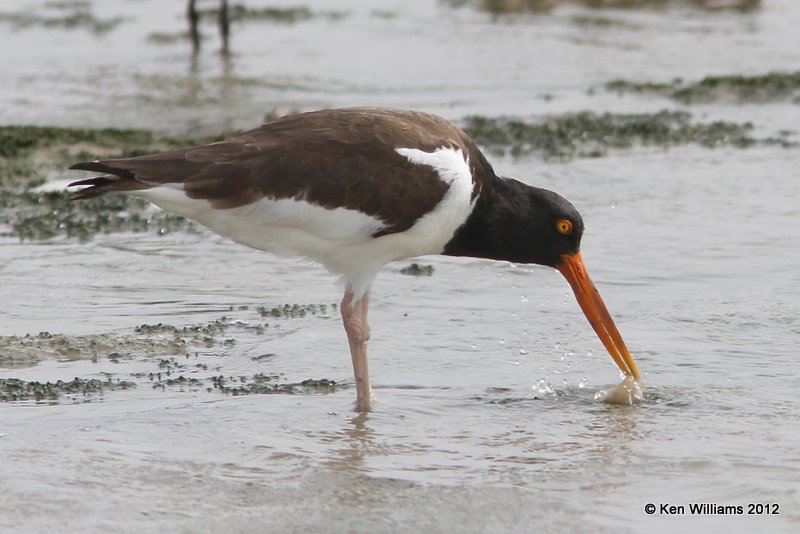 American Oystercatcher, N of Brownsville, TX, 1-22-12, Ja_1928.jpg