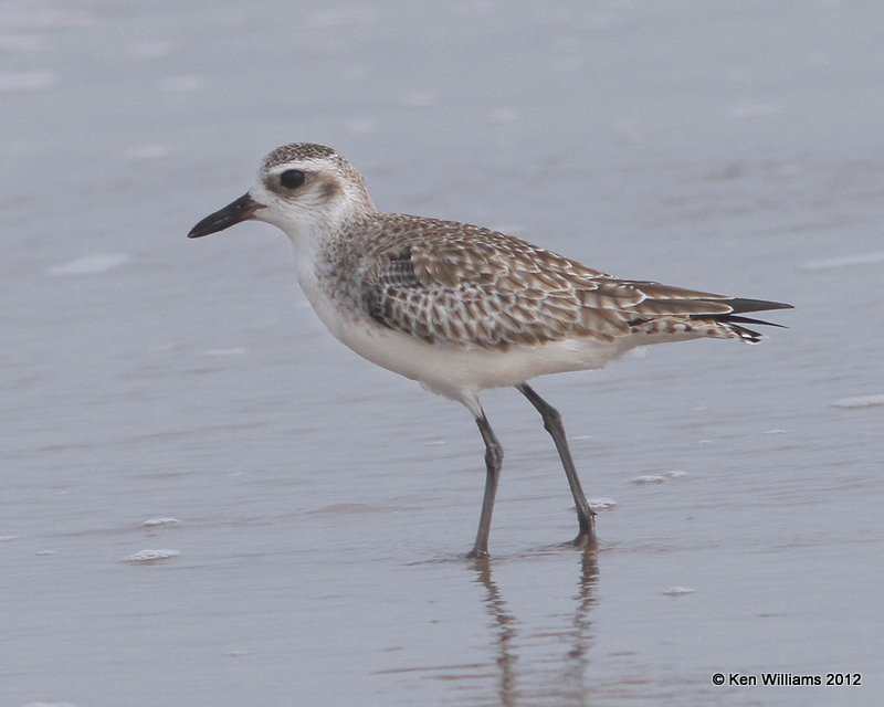 Black-bellied Plover nonbreeding plumage, Boco Chica beach, TX, 1-22-12, Ja_1819.jpg