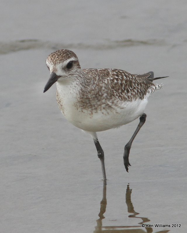 Black-bellied Plover, S. Padre Island, 1-23-12, Ja_2599.jpg