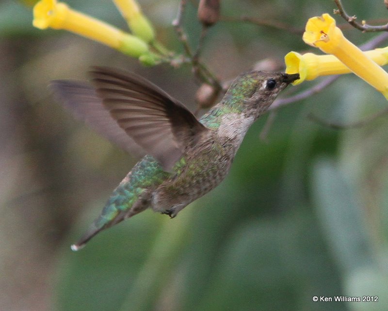 Black-chinned Hummingbird immature male, Salineno, TX, 1-18-12, Ja 234.jpg