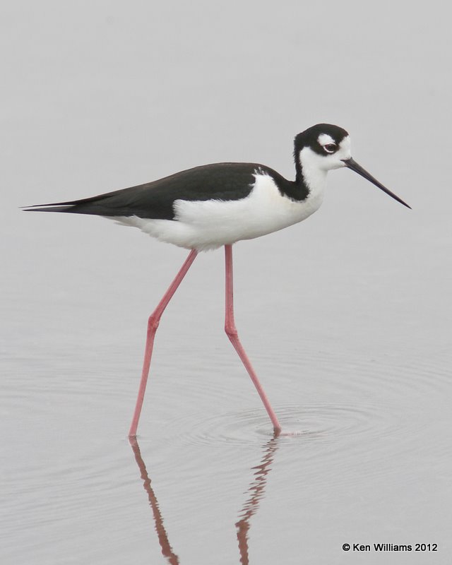 Black-necked Stilt, S. Padre Island, 1-23-12, Ja_2612.jpg