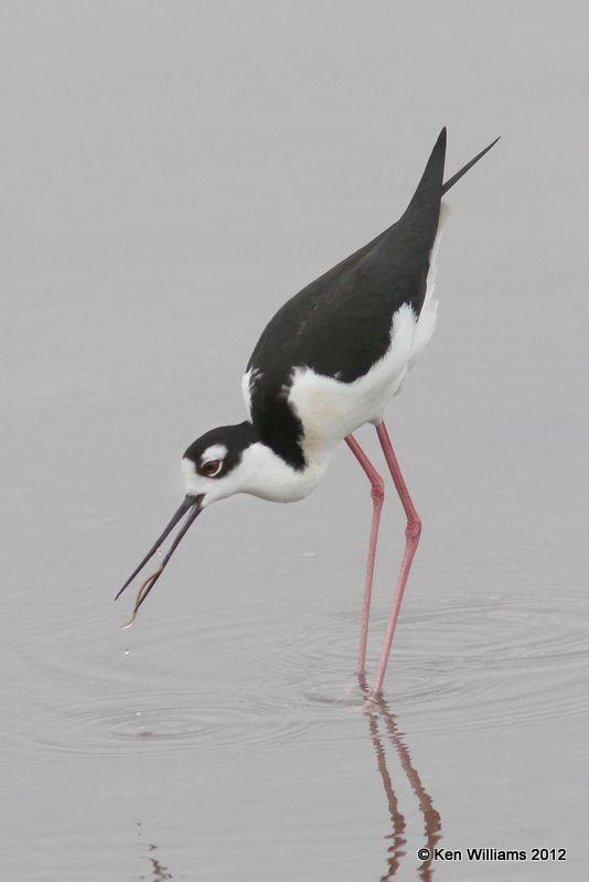 Black-necked Stilt, S. Padre Island, 1-23-12, Ja_2615.jpg