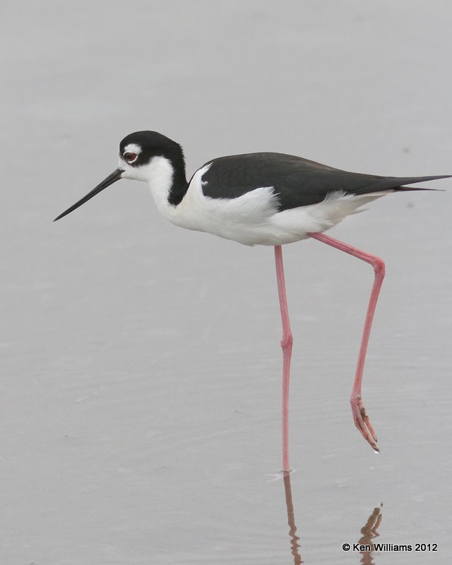 Black-necked Stilt, S. Padre Island, 1-23-12, Ja_2626.jpg