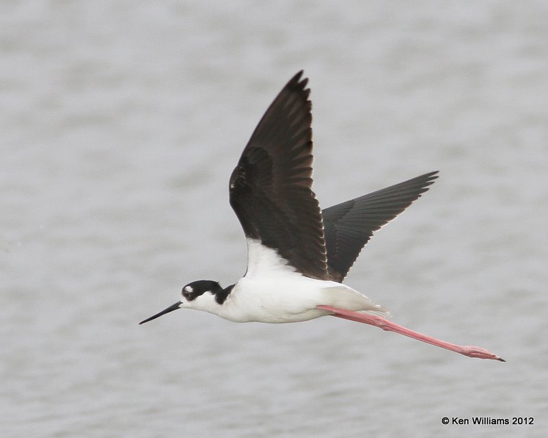 Black-necked Stilt, Santa Ana NWR, TX, 1-20-12, Ja_0686.jpg