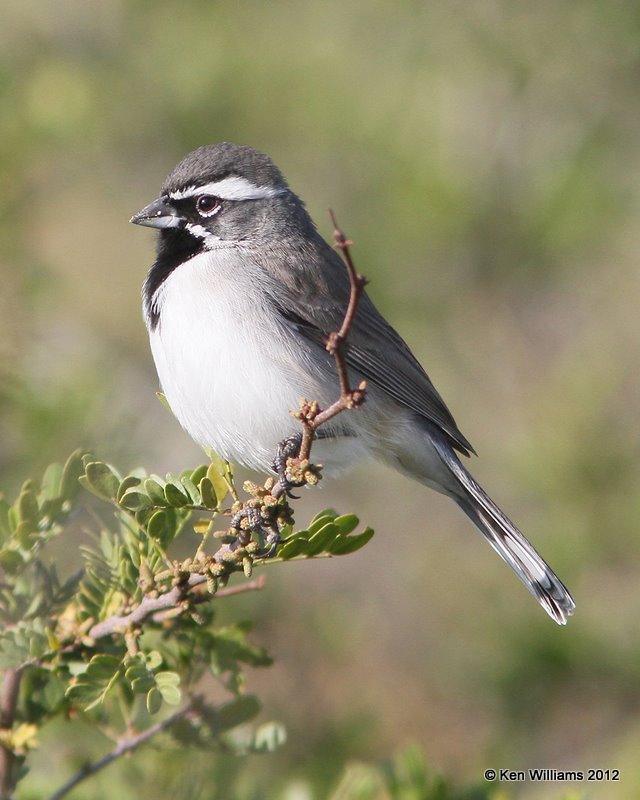 Black-throated Sparrow, north of Zapata, TX, 1-17-12, Ja 234.jpg