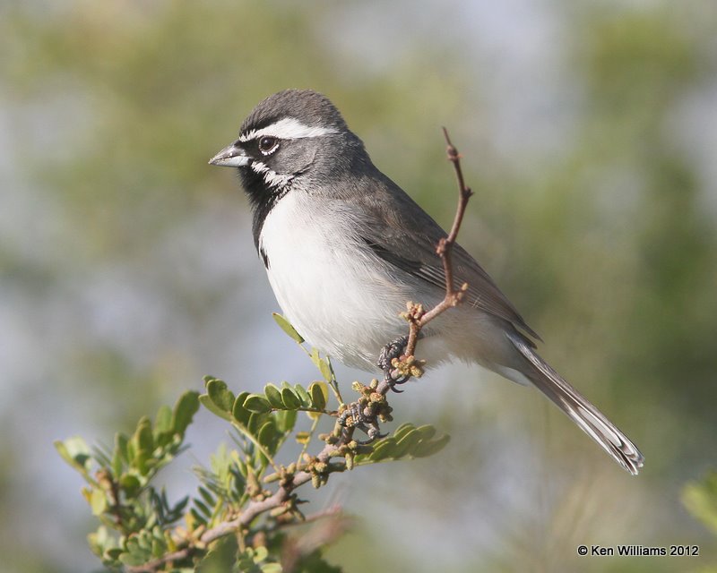 Black-throated Sparrow, north of Zapata, TX, 1-17-12, Ja 260.jpg