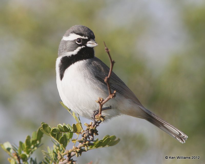 Black-throated Sparrow, north of Zapata, TX, 1-17-12, Ja 261.jpg