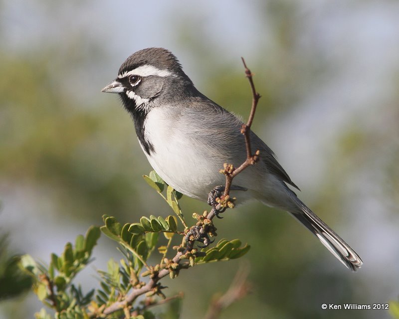 Black-throated Sparrow, north of Zapata, TX, 1-17-12, Ja 276.jpg
